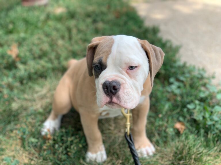 potty training a bull dog puppy