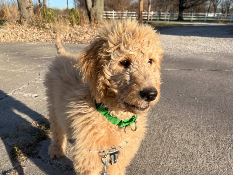 Puppy Poses On Leash