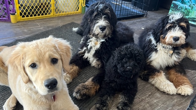 Three puppies settle at puppy prep school