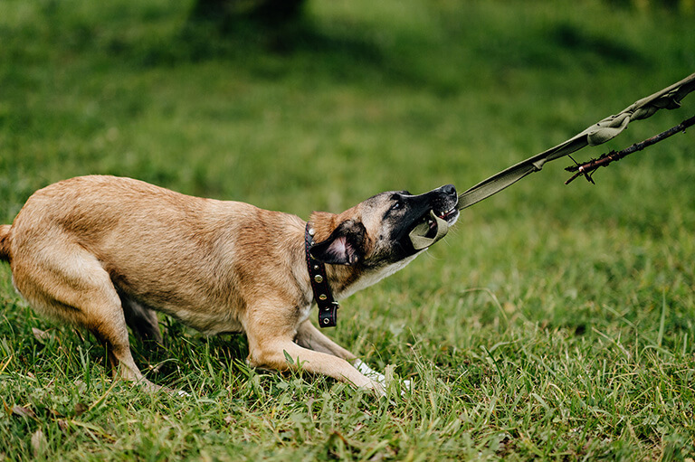 Furious Dog Pulling The Leash Aggressively