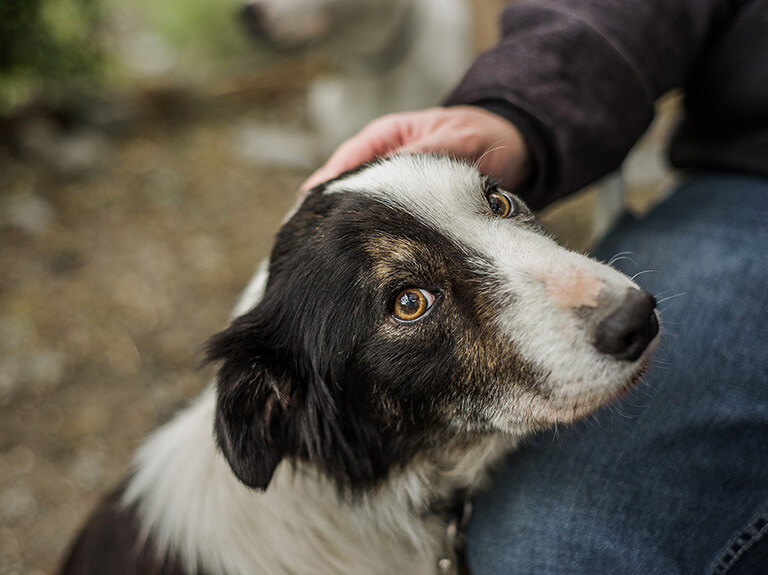 Scared Dog Being Pet By His Owner