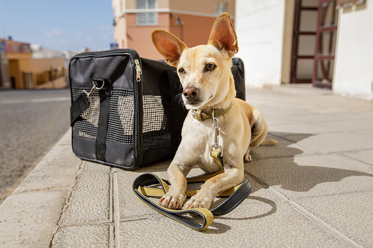 Board and Train Dog