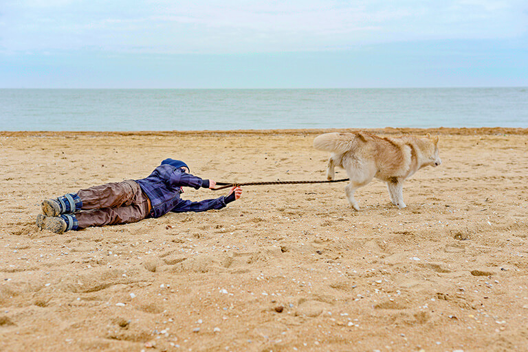 Dog Pulls Child For A Leash On The Beach