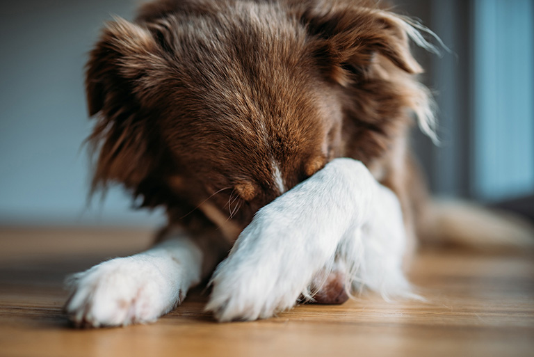 Hund Schämt Sich
