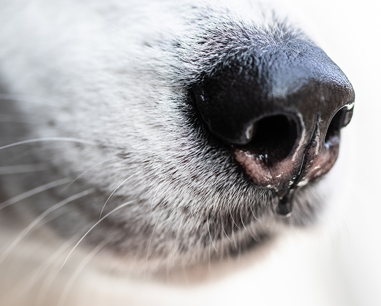 Black Nose Of A White Dog Close Up. Husky Nose