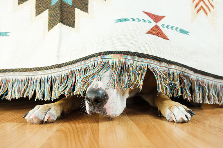 Dog Hiding Under The Rug And Afraid To Go Out