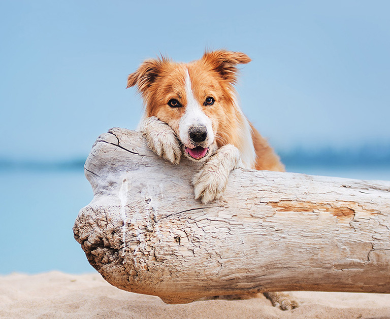 Red Border Collie Running On A Beach