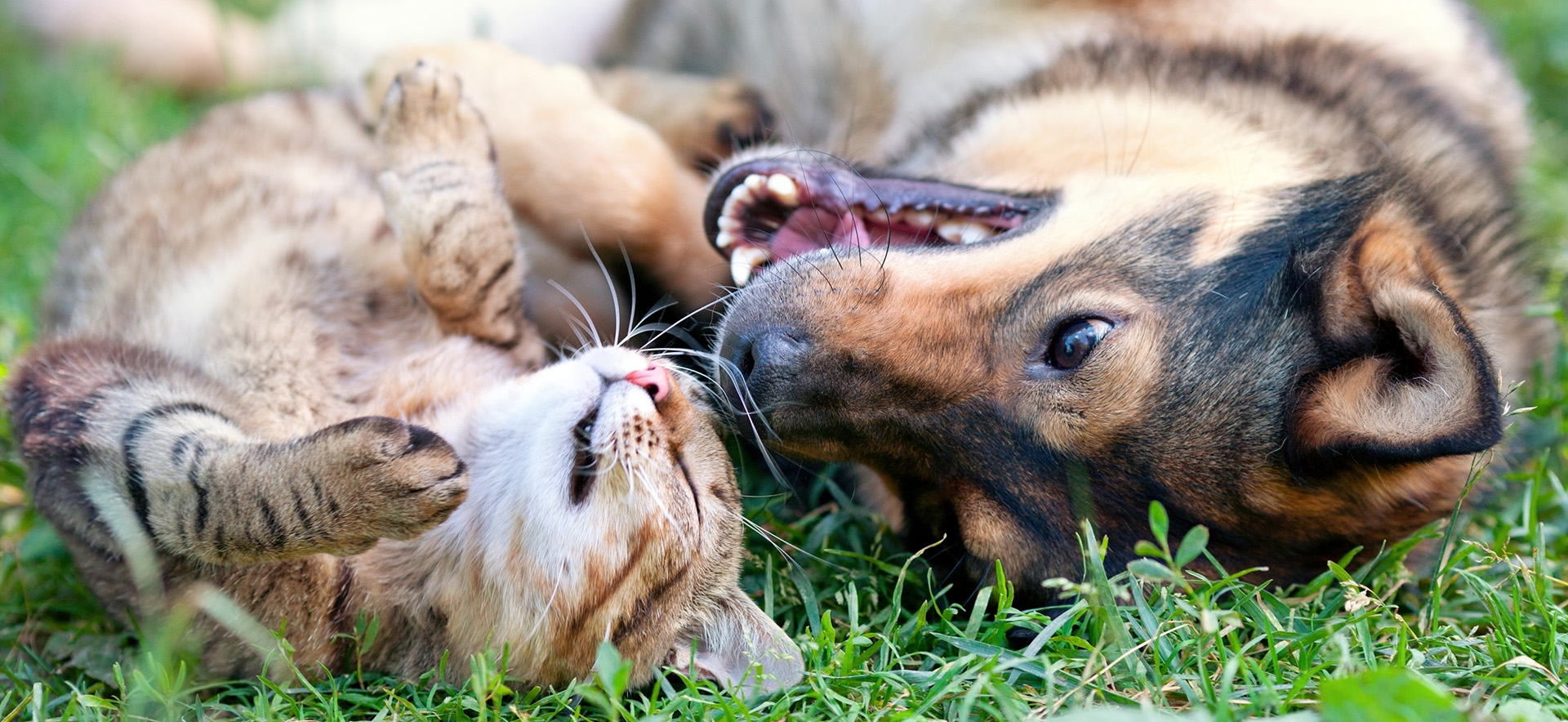 Dog And Cat Playing Together Outdoor.lying On The Back Together.