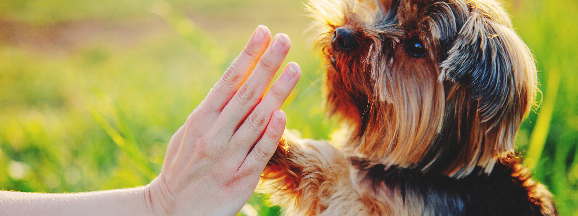 Dog Gives Paw