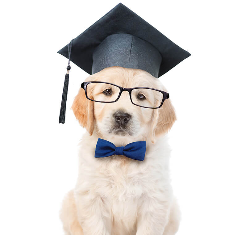 In Home Puppy Training near me