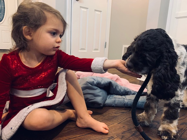 jackson trains stella