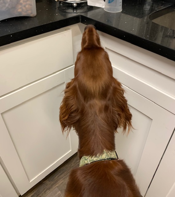 dog free chores Irish Setter sniffs counter top for food.