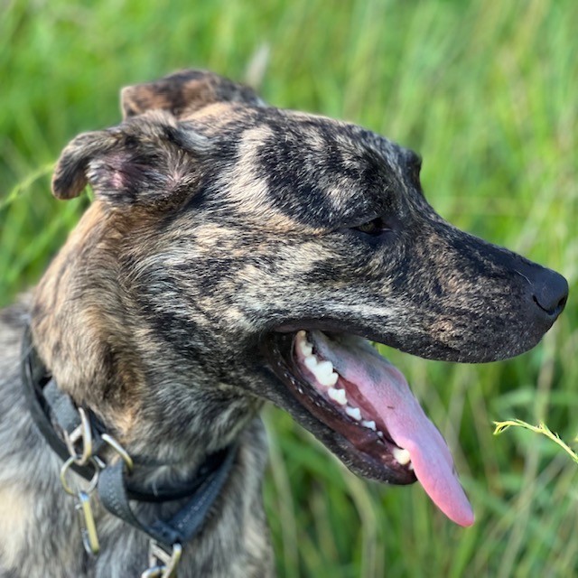 Anxious dogs often pin their ears and pant.