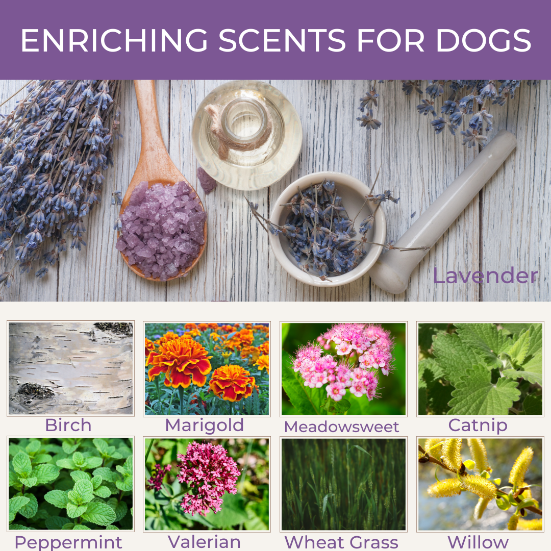 Plants that dogs enjoy sniffing. Scent detection.