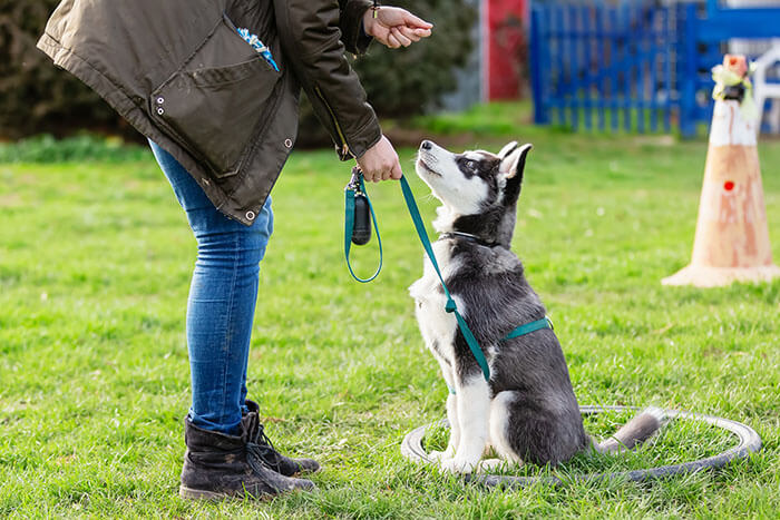 Day Training Dog