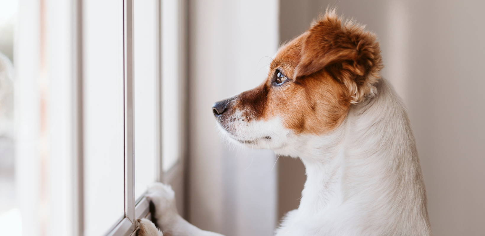 ISOLATION DISTRESS Canine Solutions