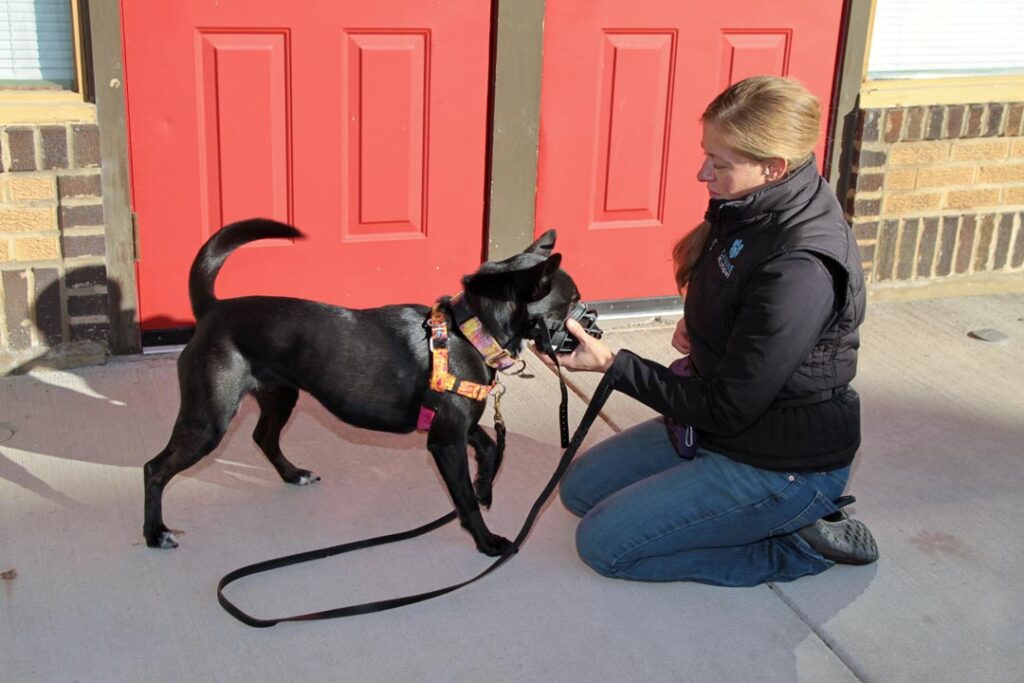 Women Muzzling Dog Outside
