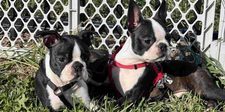 2 Bostons By Exercise Pen