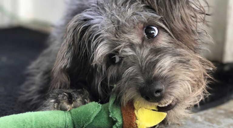 Resource Guarding Puppy With Toy