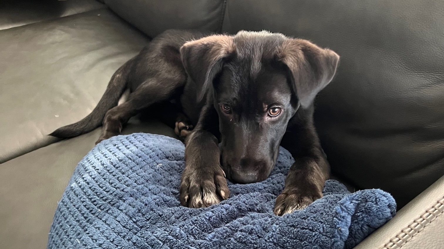 Black puppy rests his head on a couch pillow while looking at the camera.