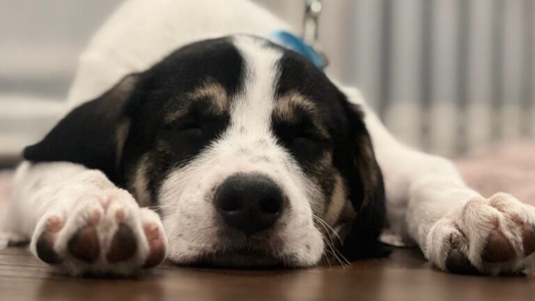 Black and white Puppy sleeps on the floor inside a home during board and train.