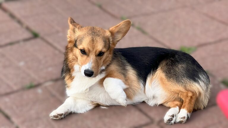 Corgi Rolls On Back behavior