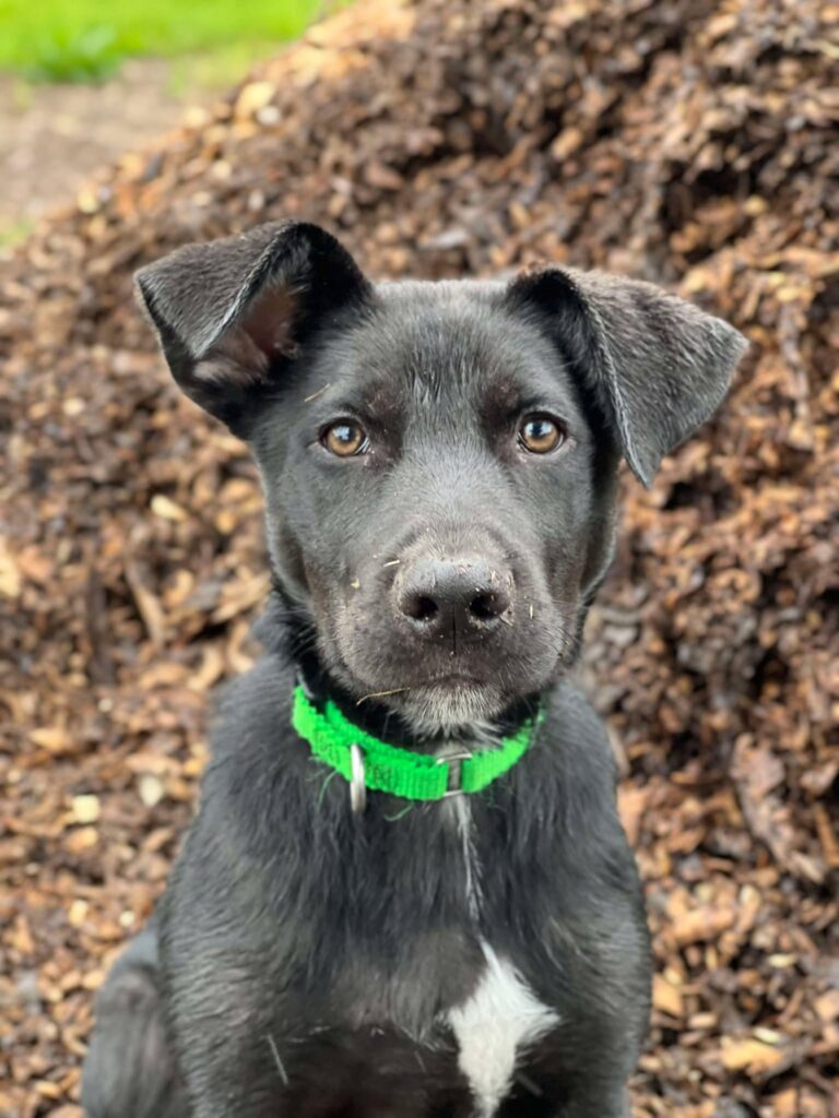 Gingham Foster Puppy Positive