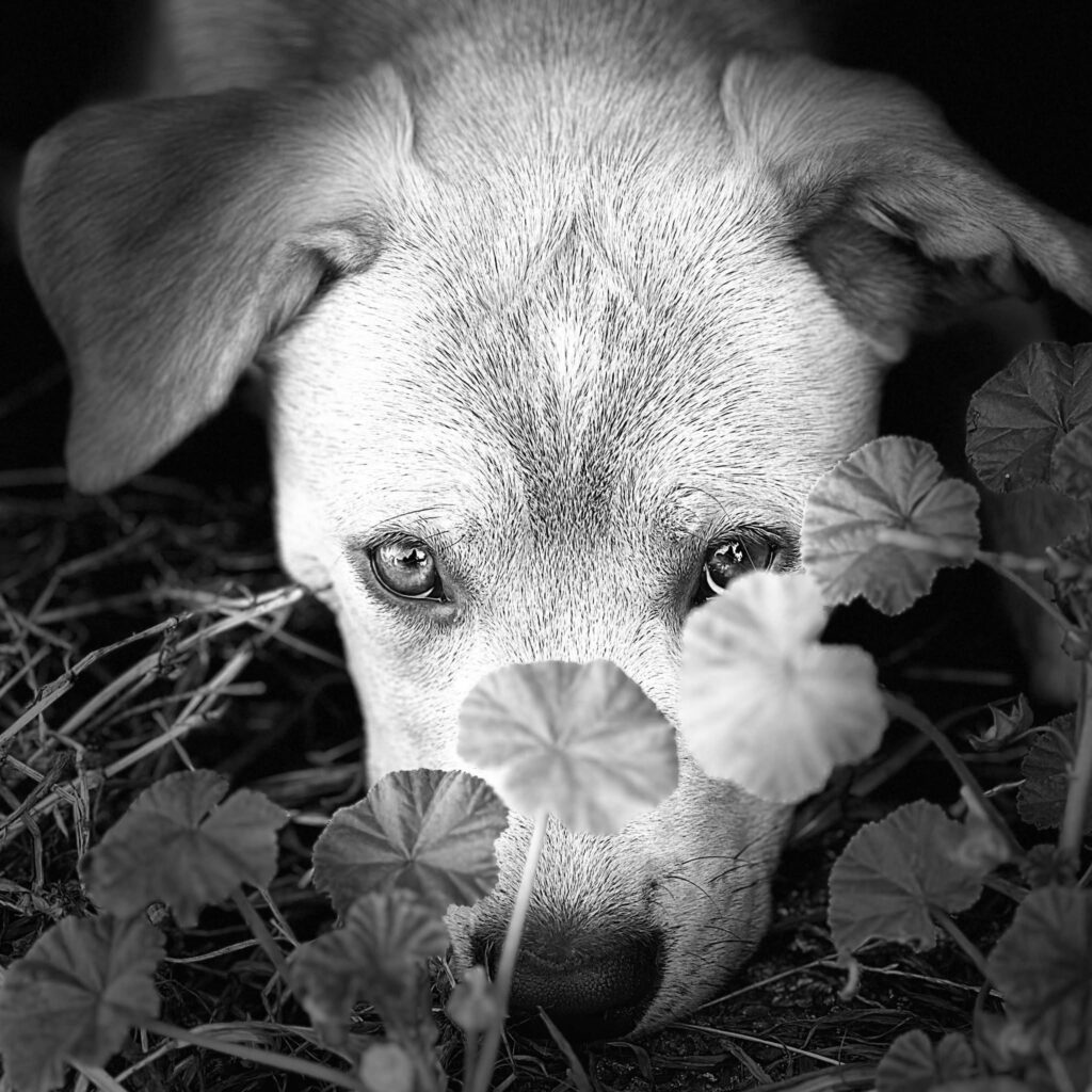 Eden Puppy Prep School