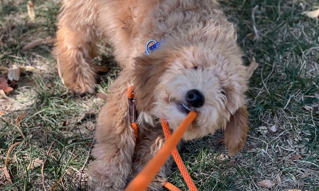Maizie Anxiety Tugs On Leash