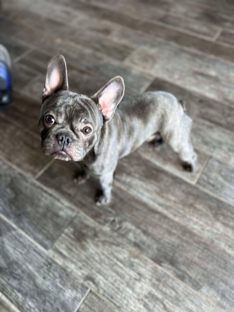 French Bulldog Baloo Available For Adoption