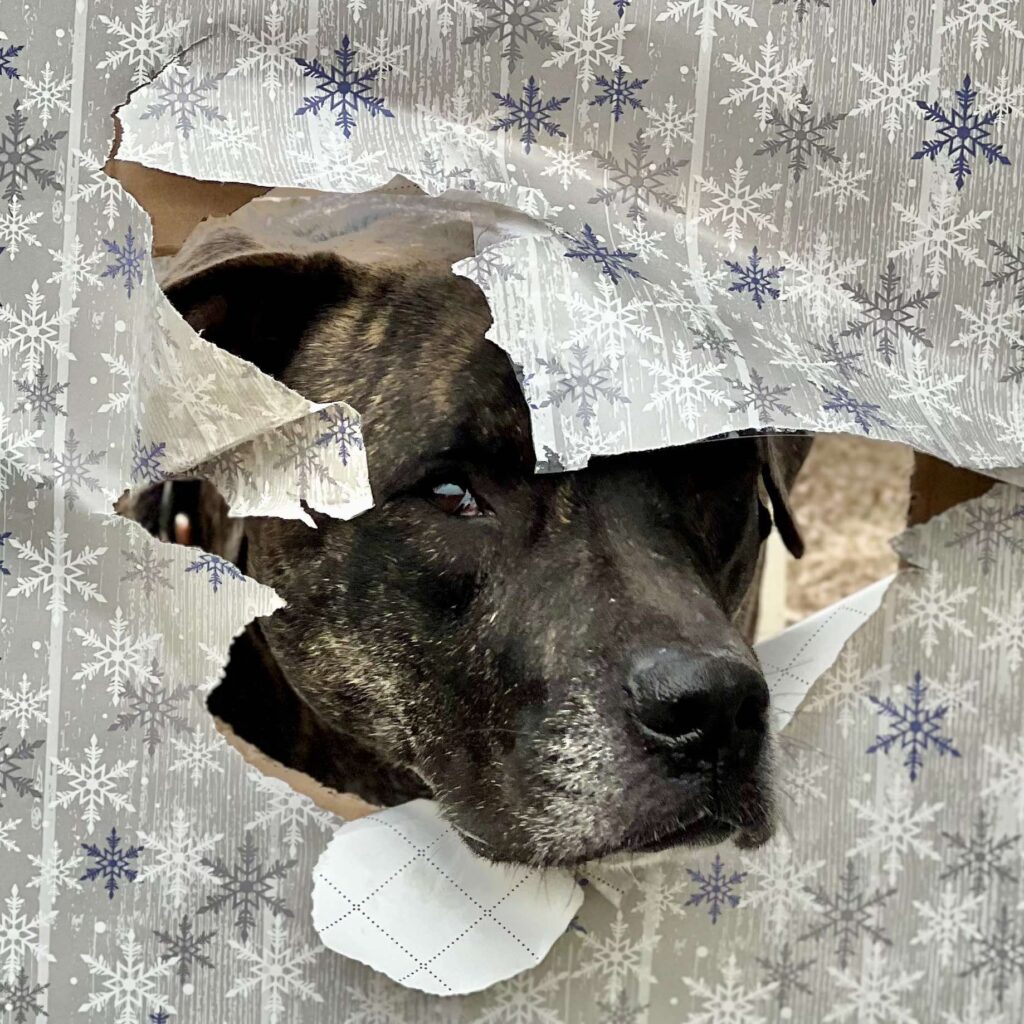 Brindle Bull Dog Lucy Gift Wrap