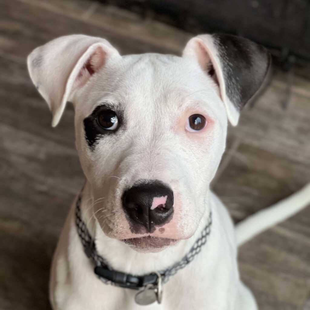 Daisy Most Popular Name Puppy Prep School