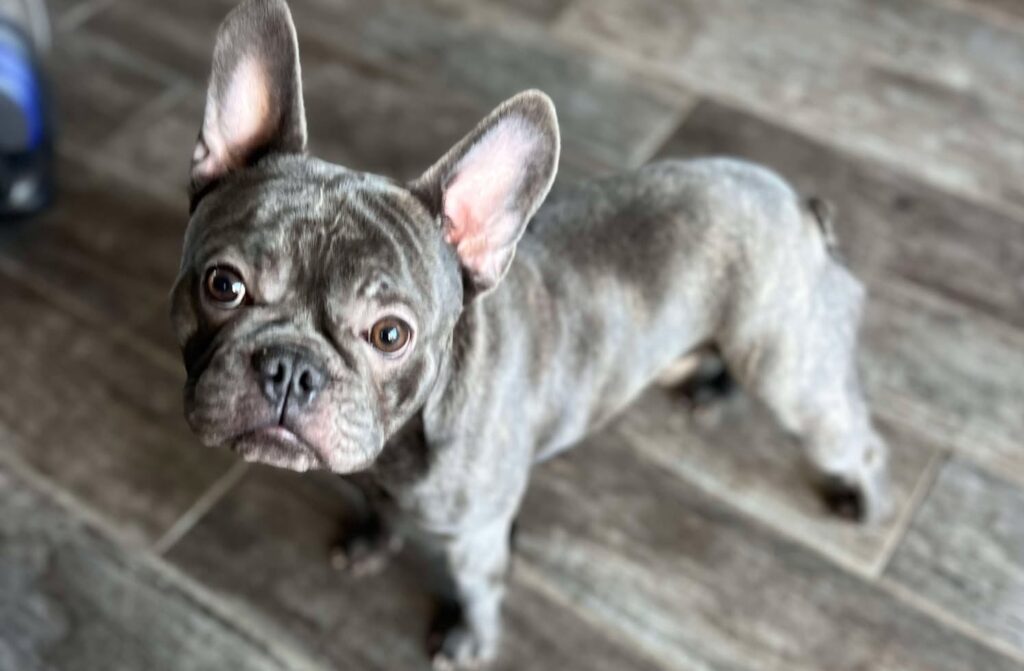 French Bulldog Baloo Available For Adoption