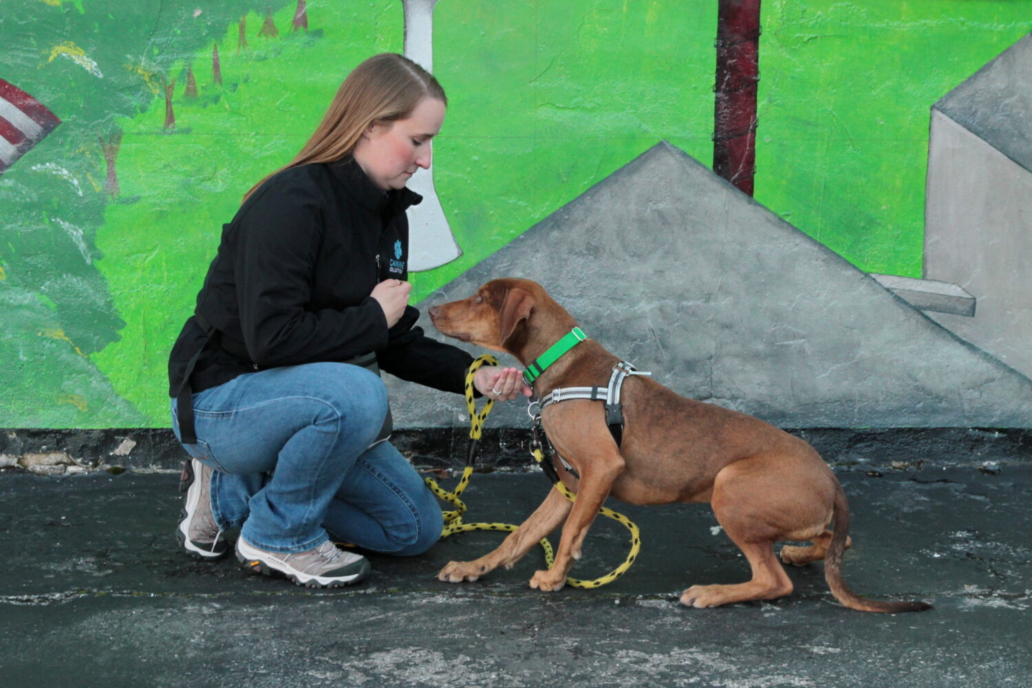 day training services makes dog training easy