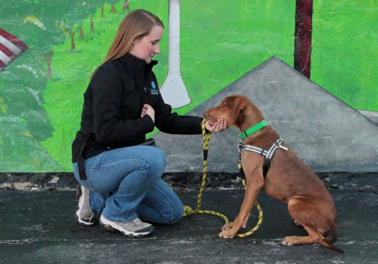 certified professional dog trainer demonstrated a chin rest