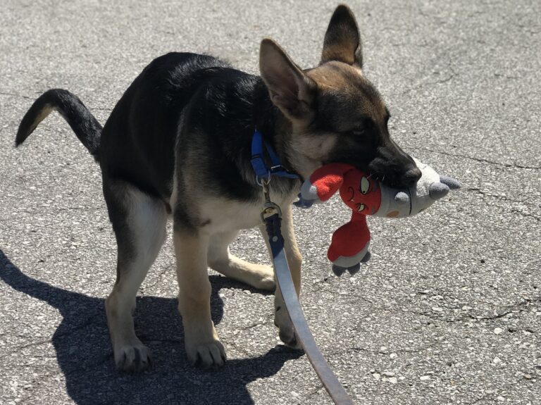Bear Poops in parking lot national poop day