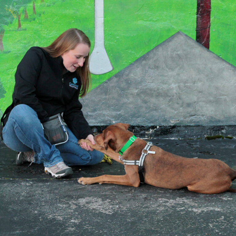 certified dog trainer works with day training client dog