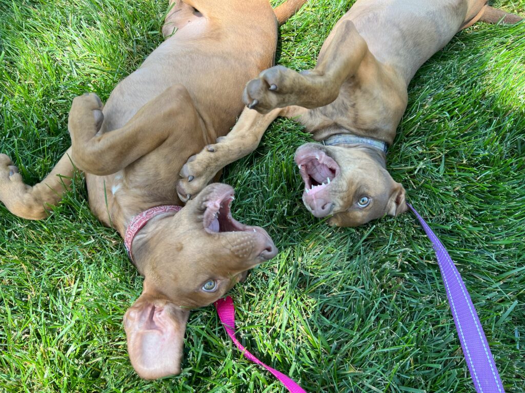 two puppies in need of training