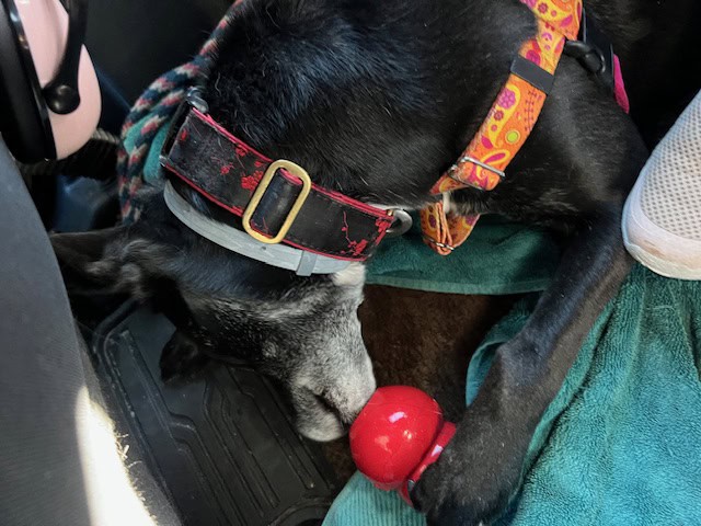 Deja eats a kong in the truck while traveling cross county