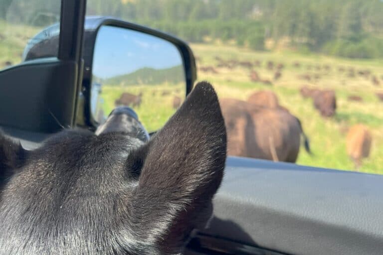 Deja looking out window at buffalo In Custer National Park traveling with dogs