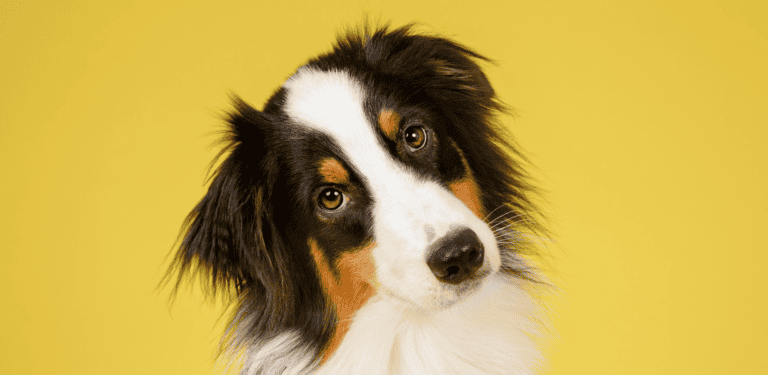 why dogs tilt their heads
