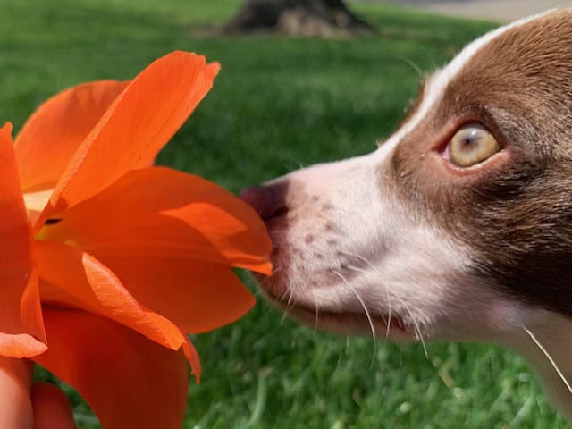 Ruby Smells A Flower