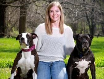 american bulldog pit bull terrier staffordshire