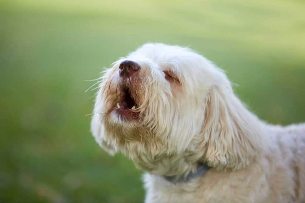 Living With Dogs White Dog Howling barking