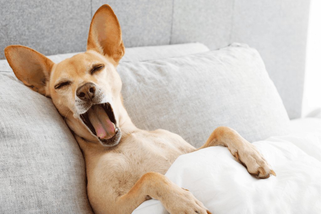 Sleepy Dog