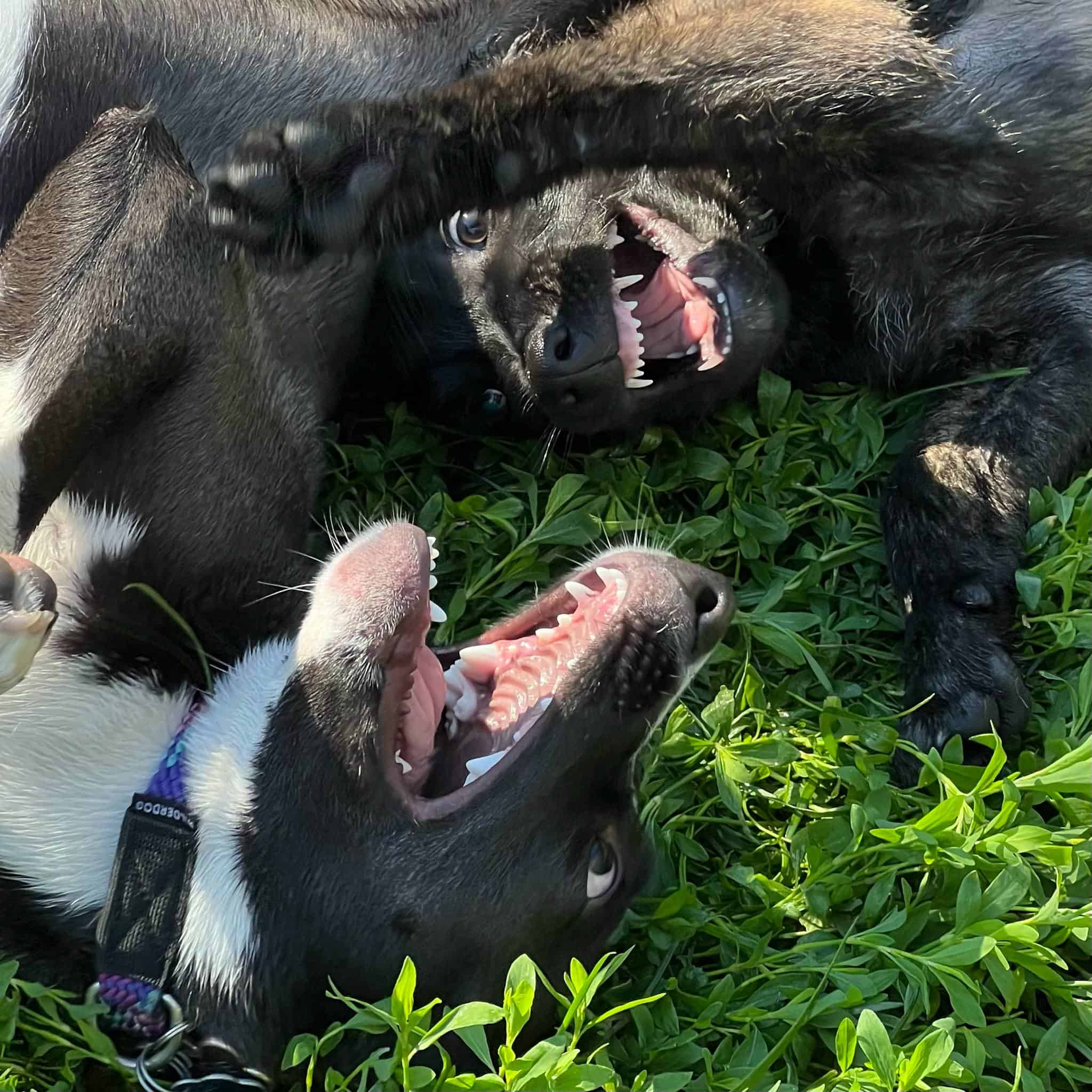 Josie And Bruce In Prep School