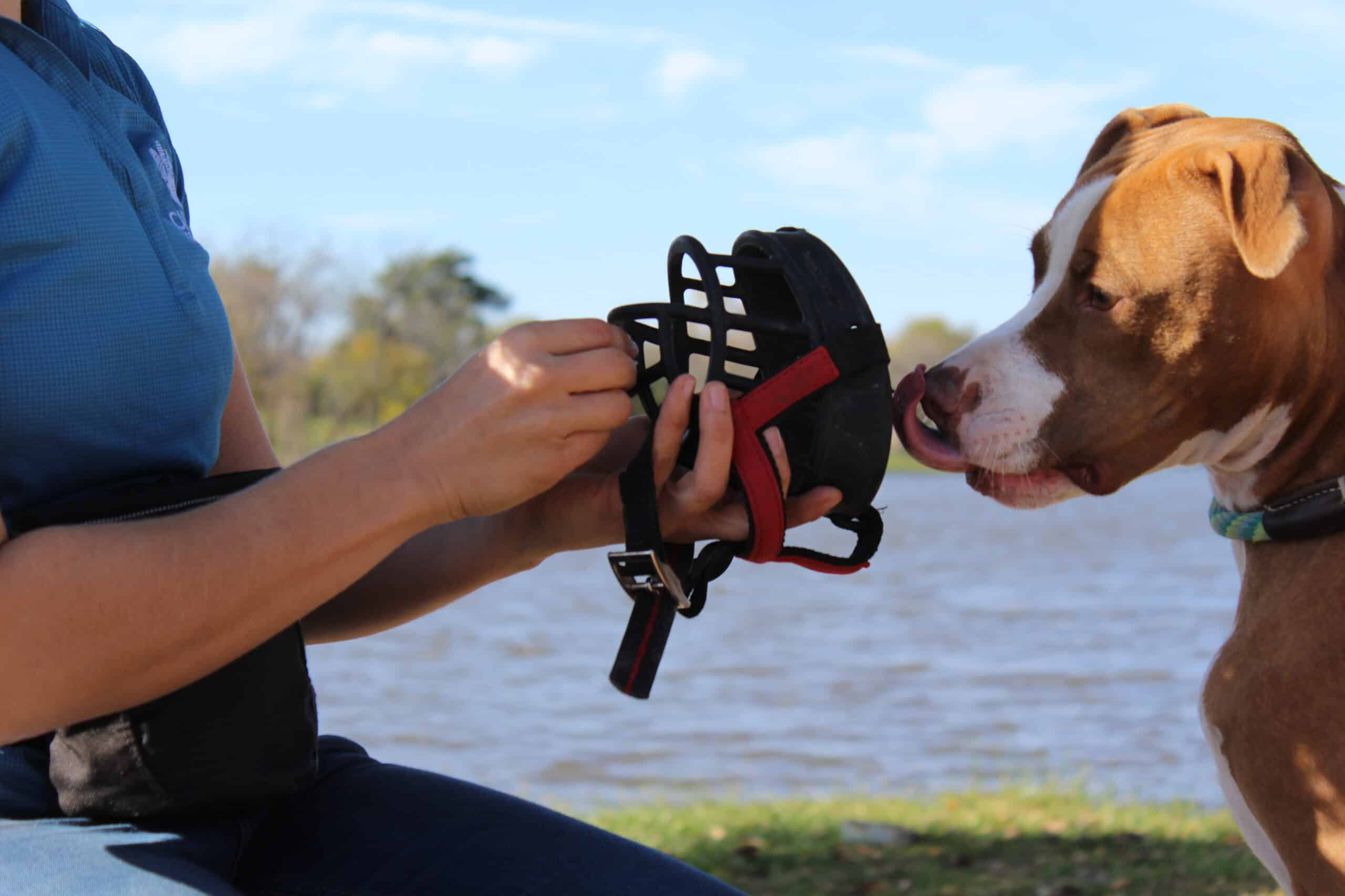 Muzzle desensitization introduction