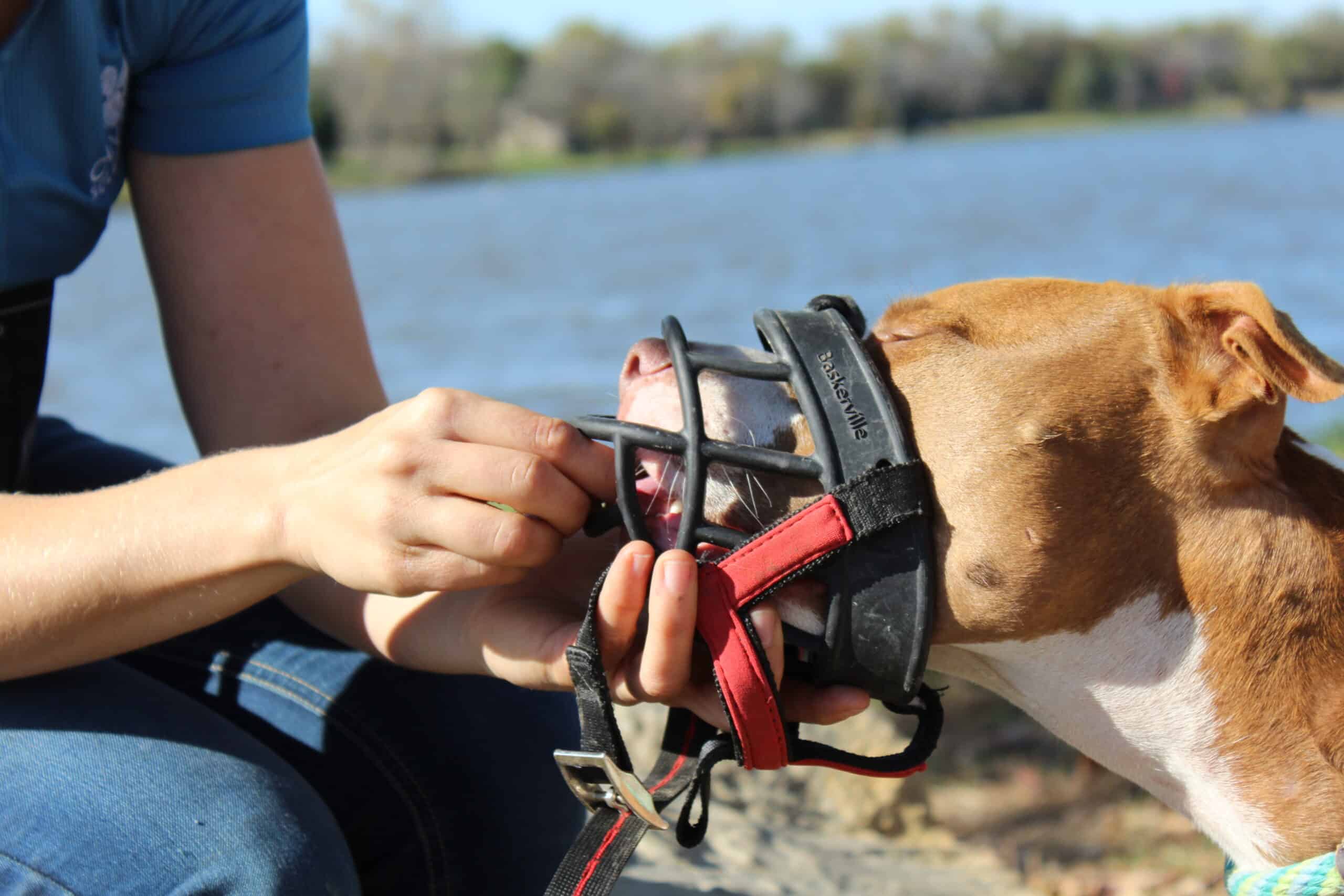 Feeding treats through the muzzle desensitization