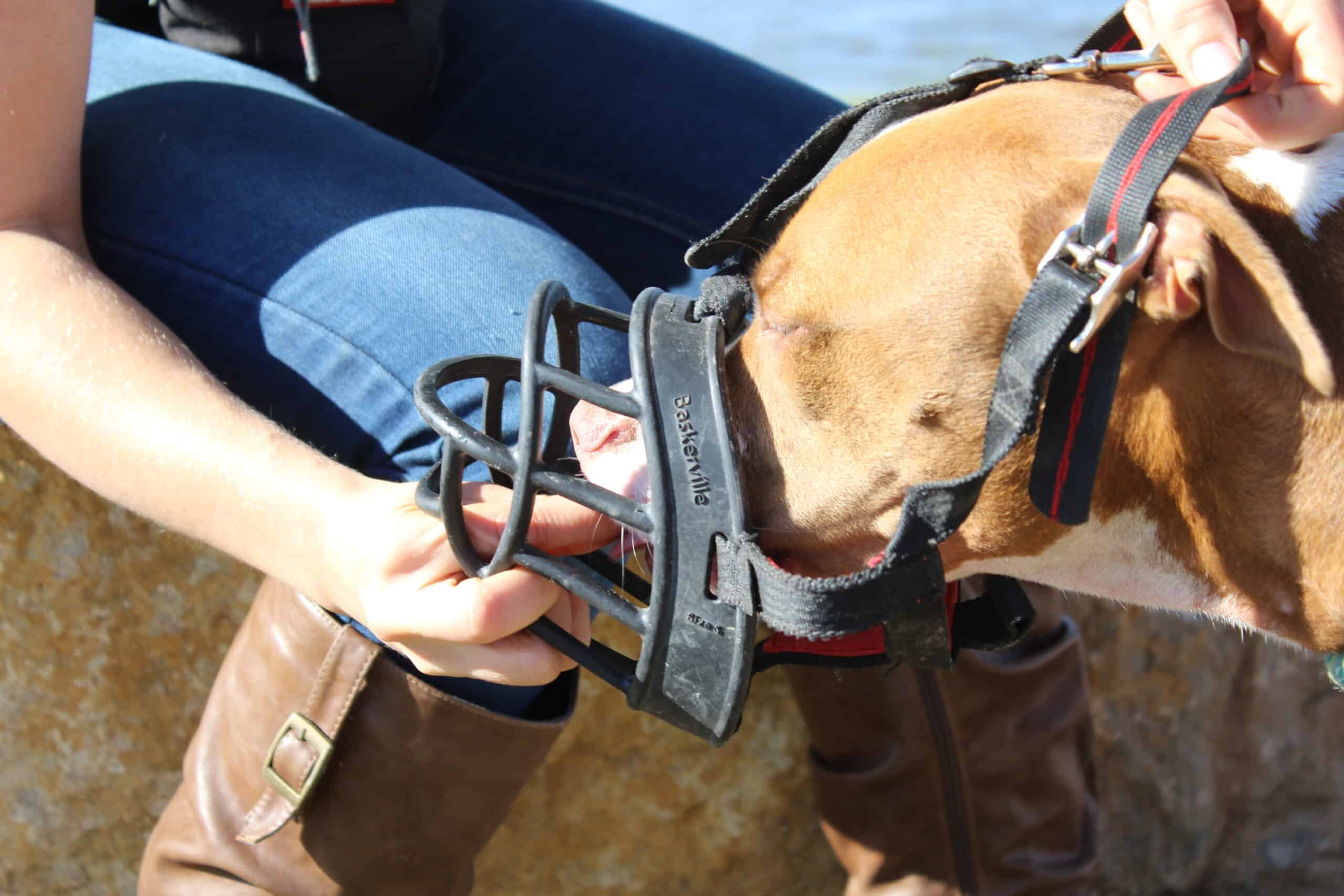 Muzzle desensitization placing straps over head