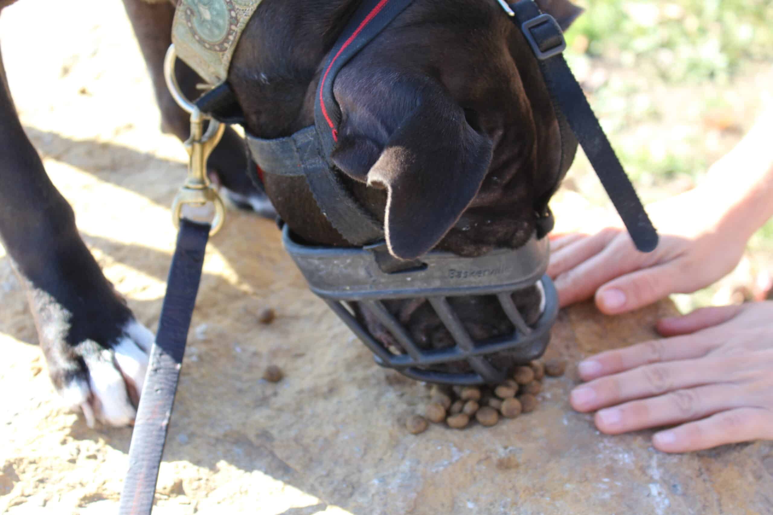 Muzzle desensitization feeding treats through muzzle to build longevity